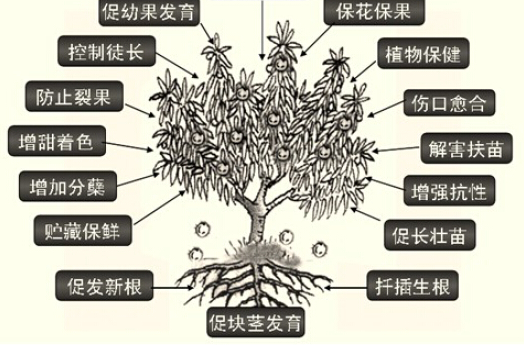 植物生长调节剂（人工合成的有机化合物）